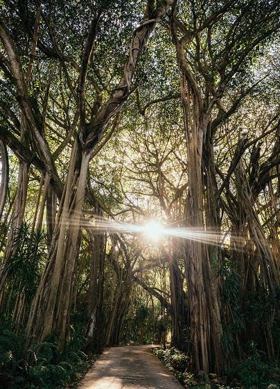 Sunlight streaming through towering banyan trees over a forest path