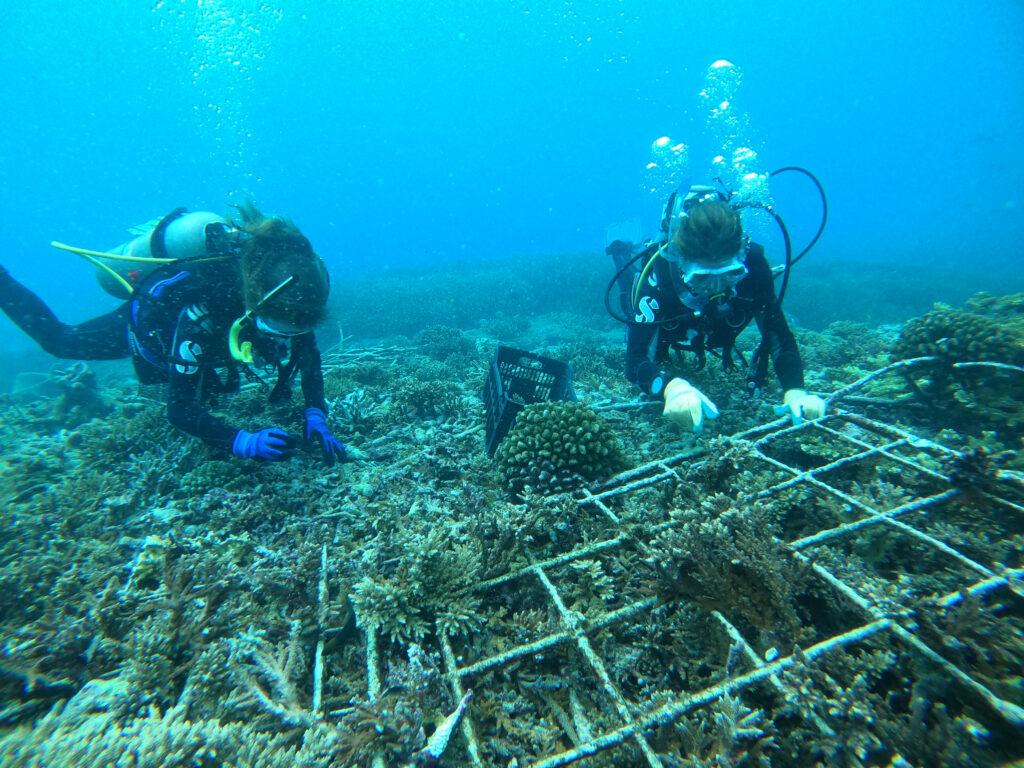 Planting corals at the restoration site