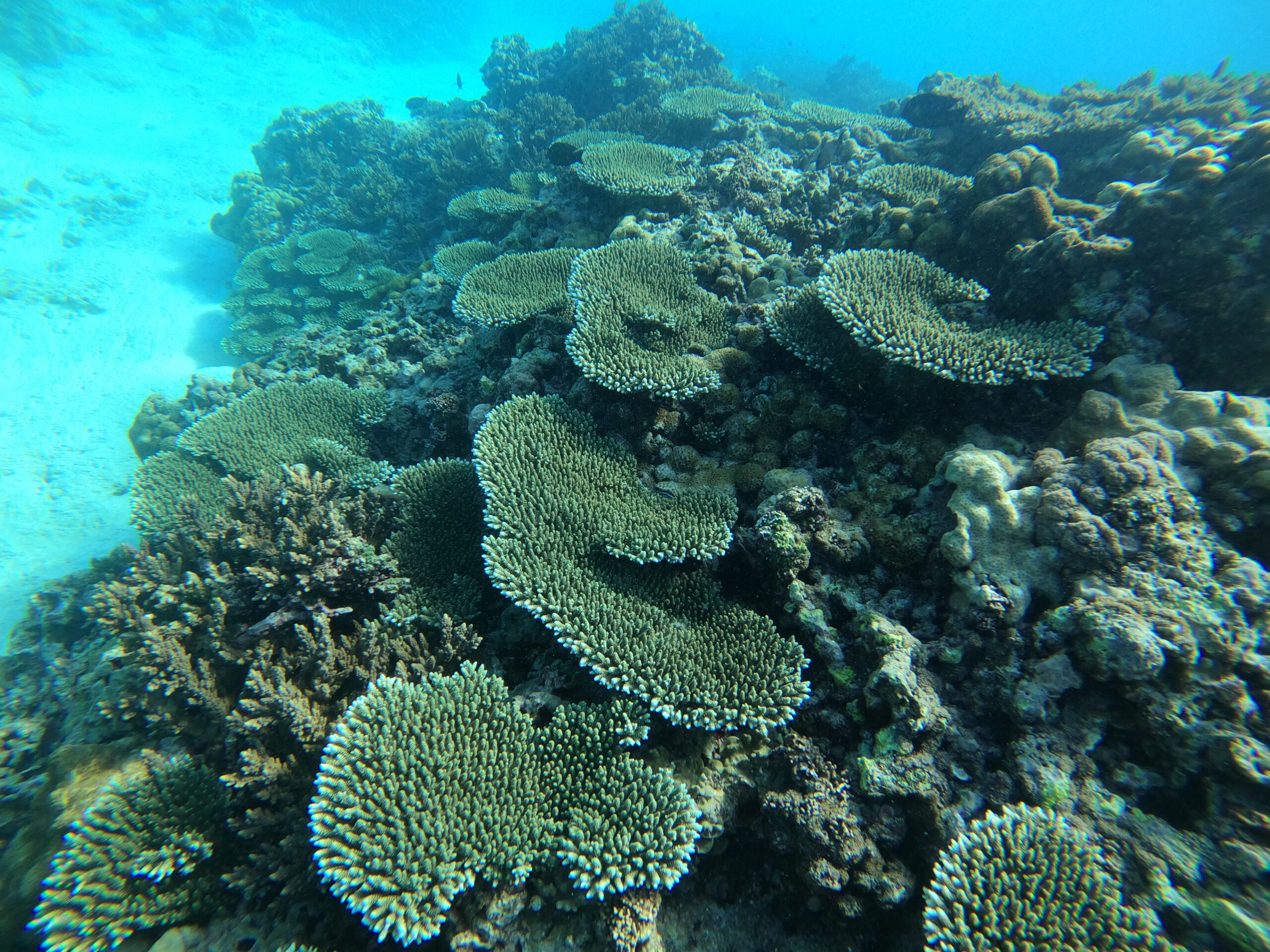Our house corals