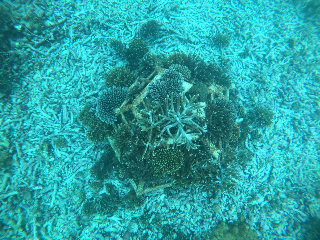 One of the electrified structures with corals growing on it