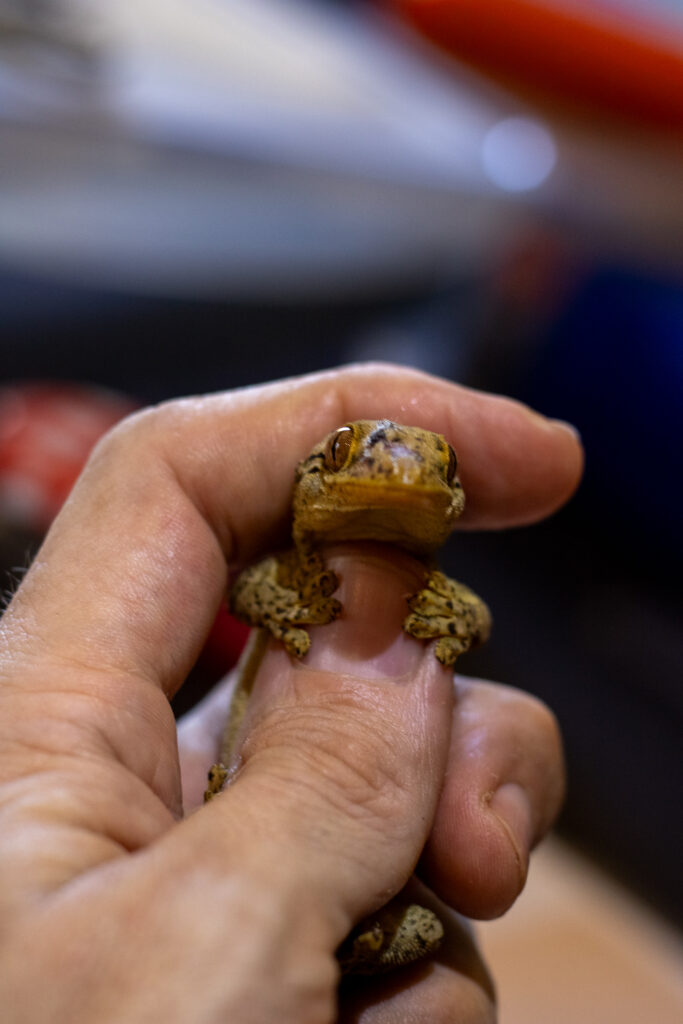 Holding a bronze eye gecko.