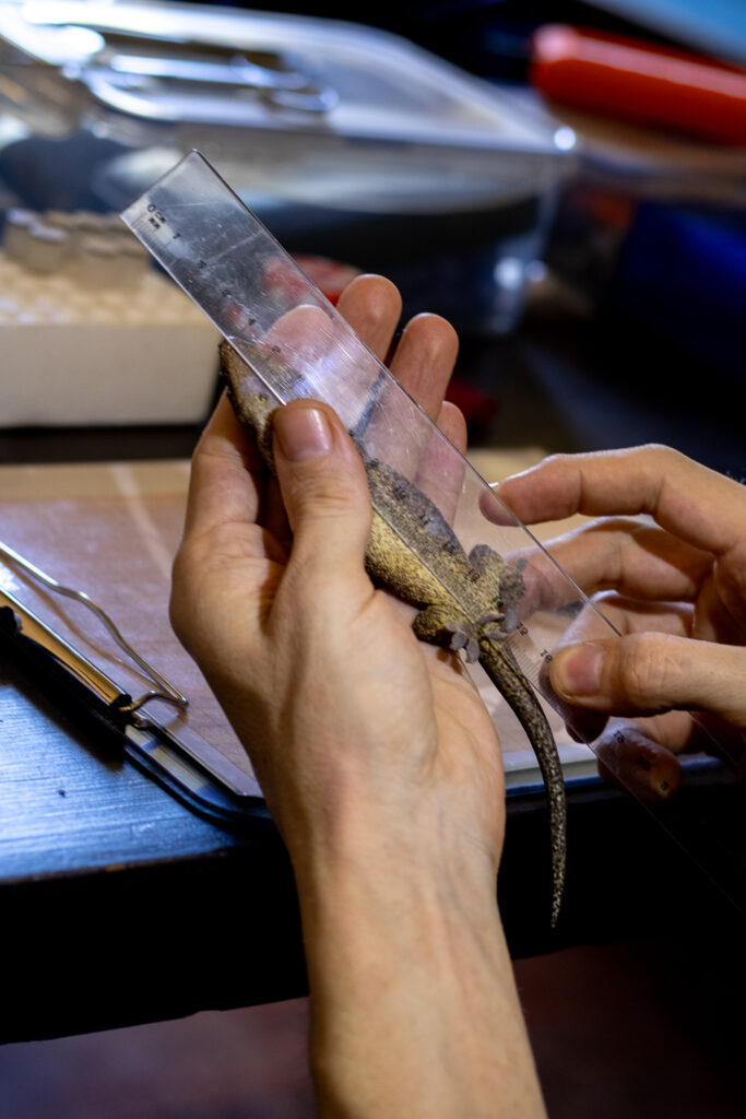 Researcher taking measurements of the bronze eye gecko.