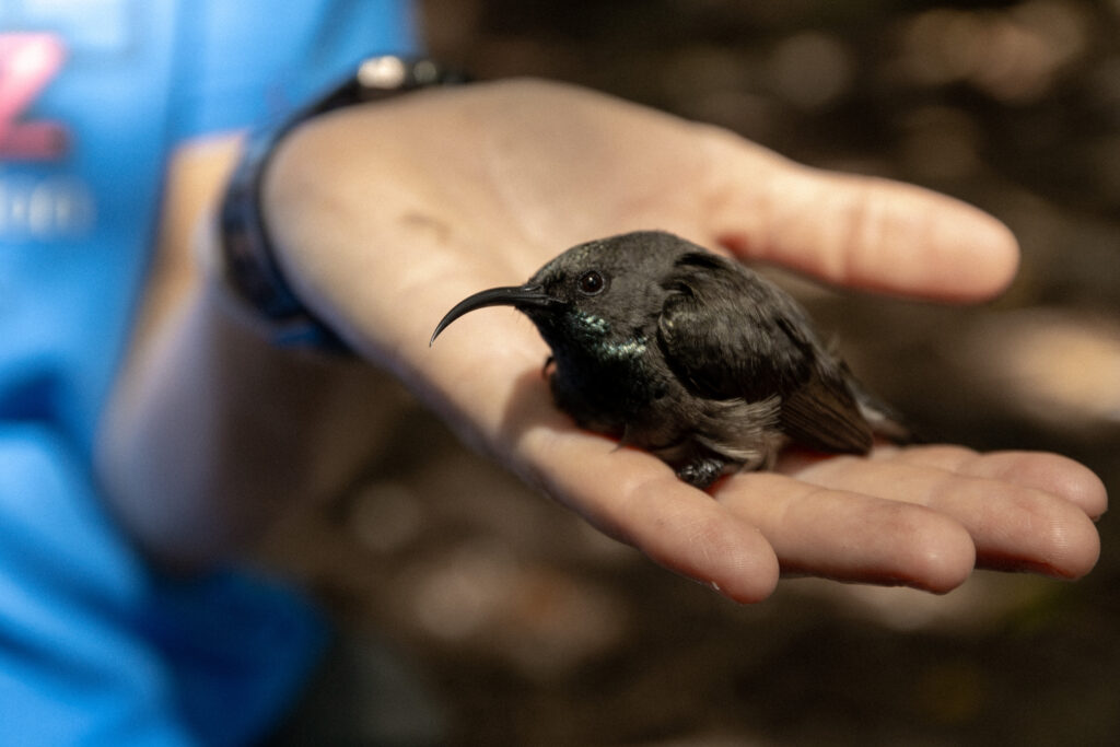 Researcher is holding a tiny black sunbird caught during field work at Fregate Island.