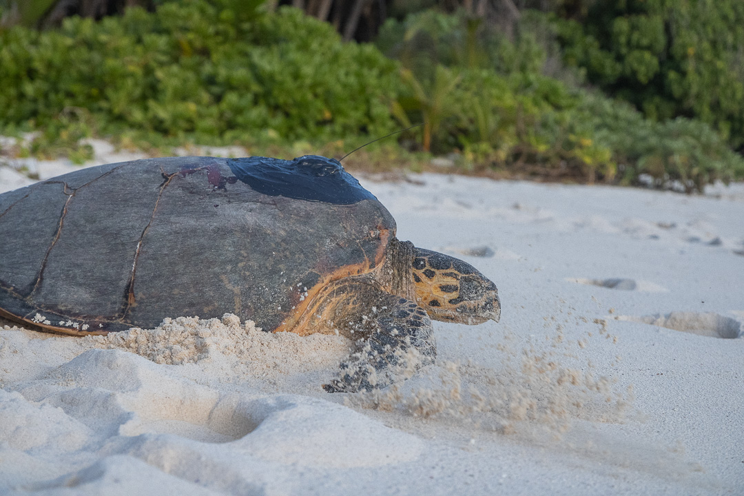 awksbill turtle heads back to the sea after being tagged with a satellite tracker.